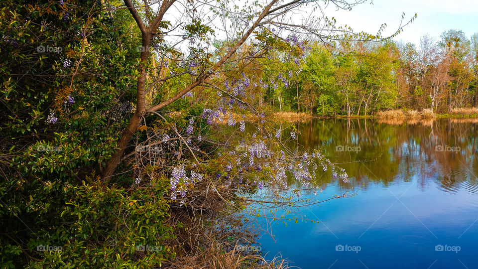 Lake Olmstead. A quiet view of Lake Olmstead, which is just down the street from the Augusta Nationals (Masters).