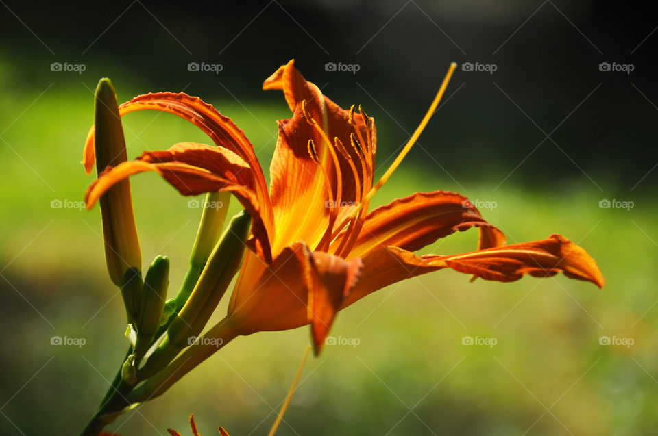 Close-up of orange day lily blooming outdoors