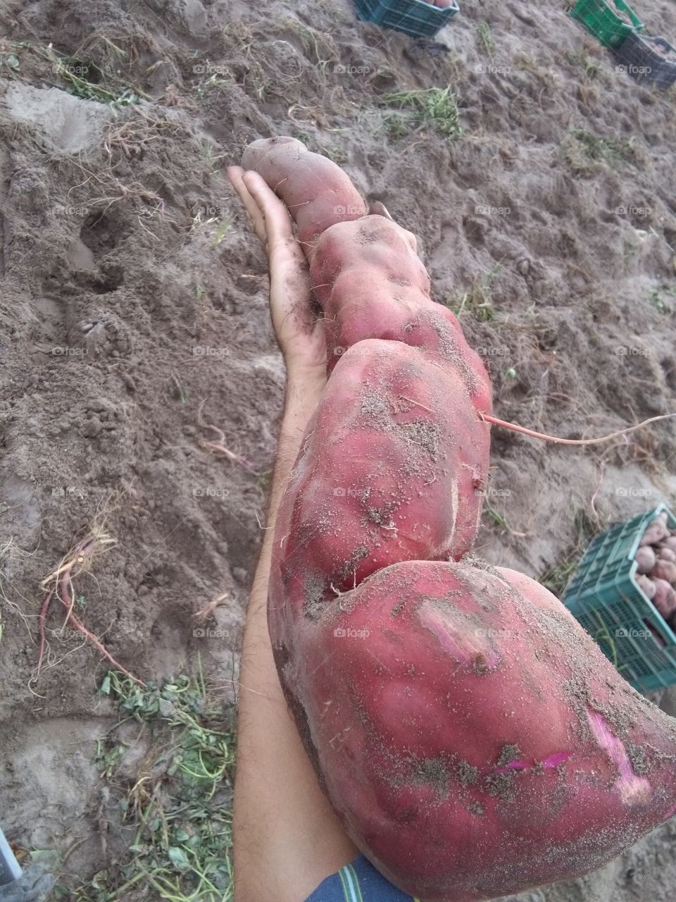 Over 60cm (2ft) sweet potato