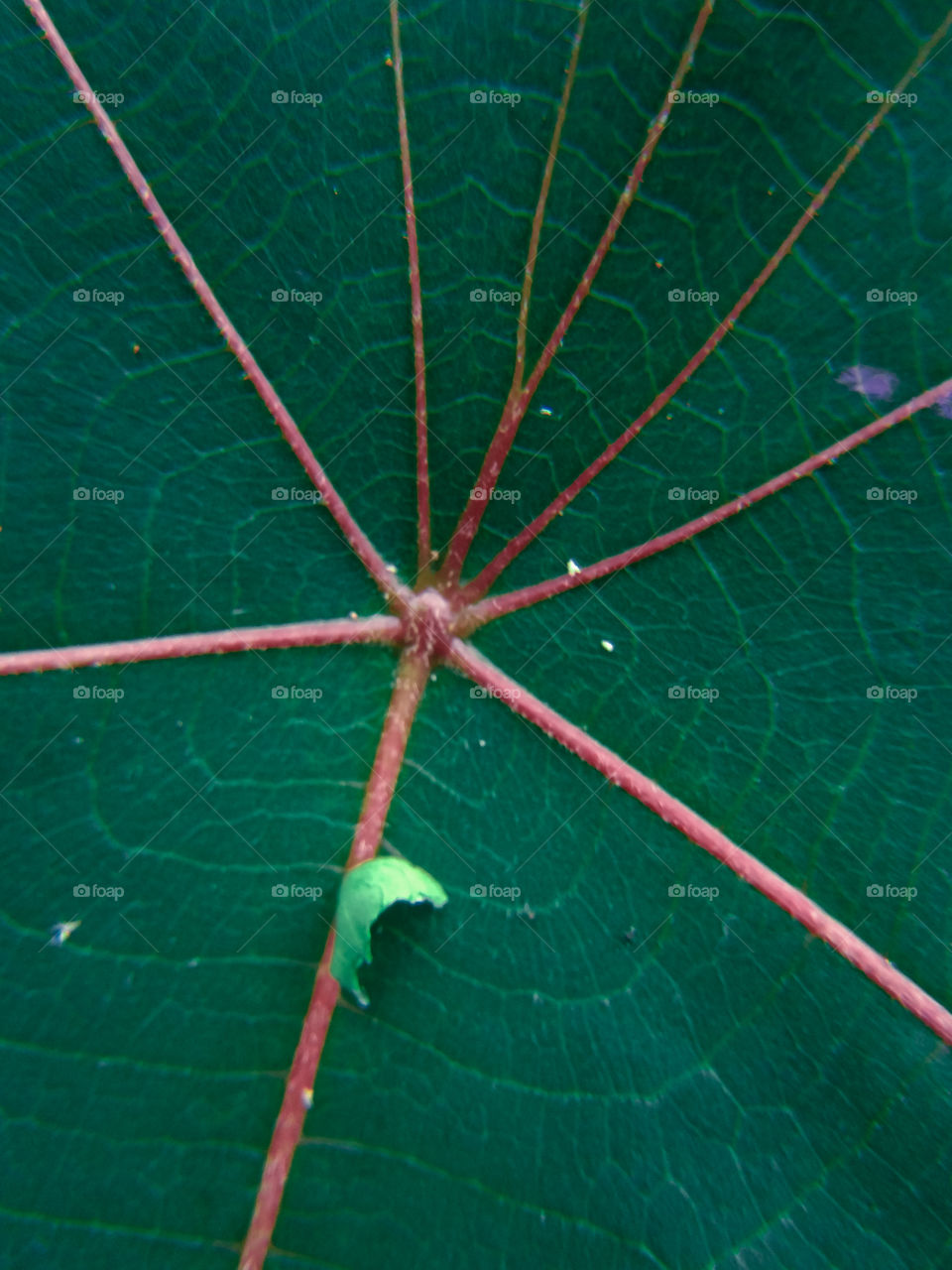 leaf daun yang membentuk abstrack