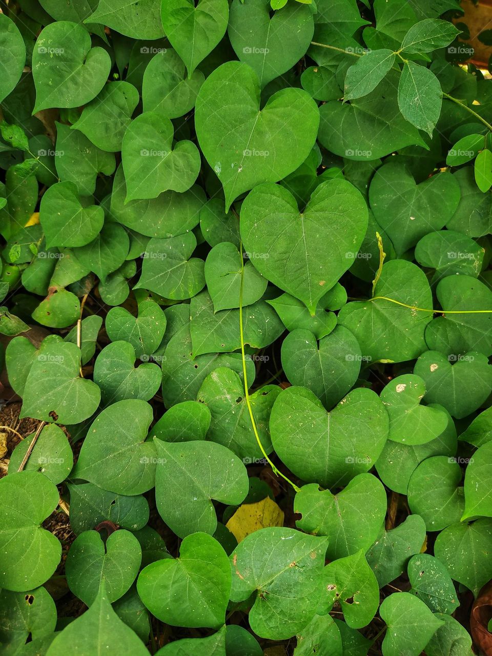 A plant with love-shaped leaves, very beautiful