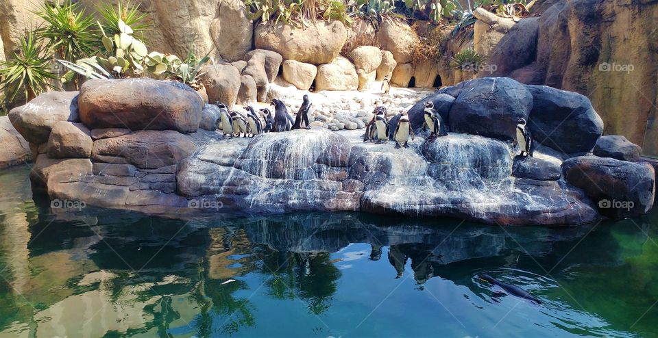 penguins at Barcelona's zoo