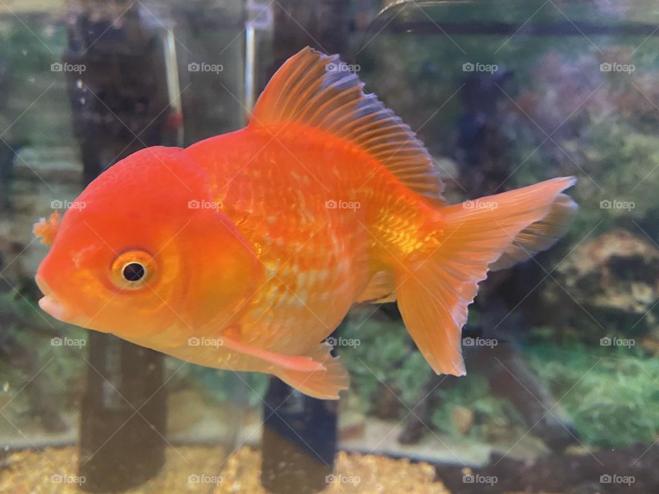 Orange Fish  🐟 🍊