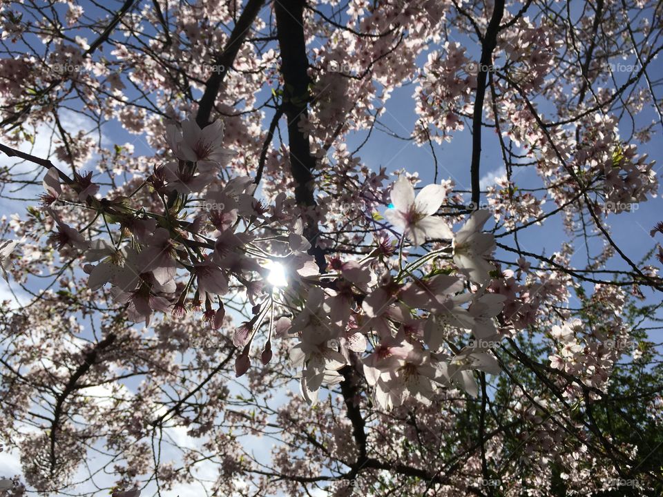 Cherry blossoms springtime
