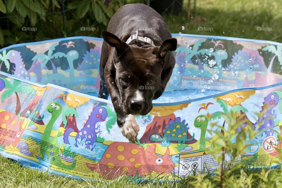 Happy puppy enjoying the children’s pool in June 
