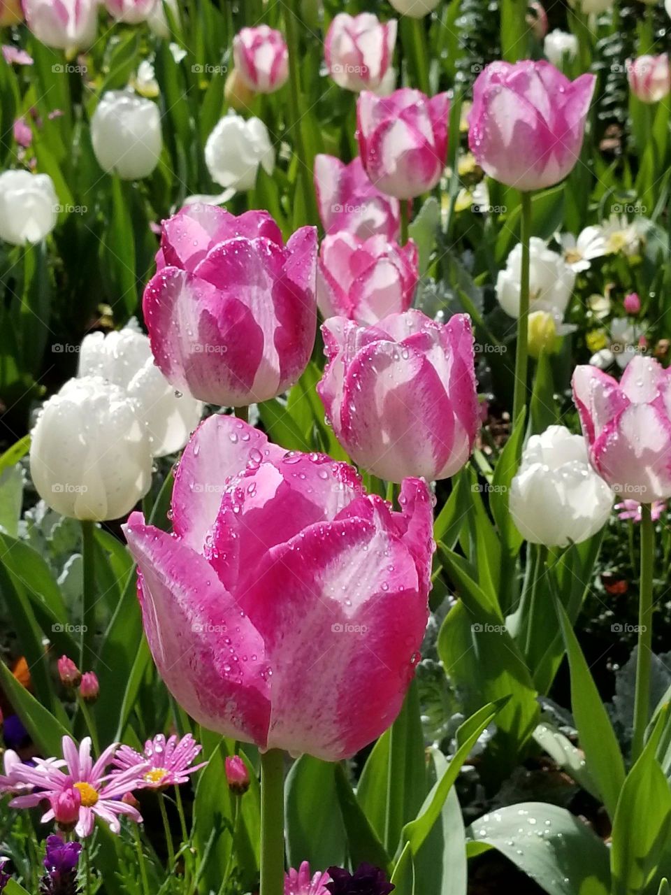 Rain Dropped Tulips