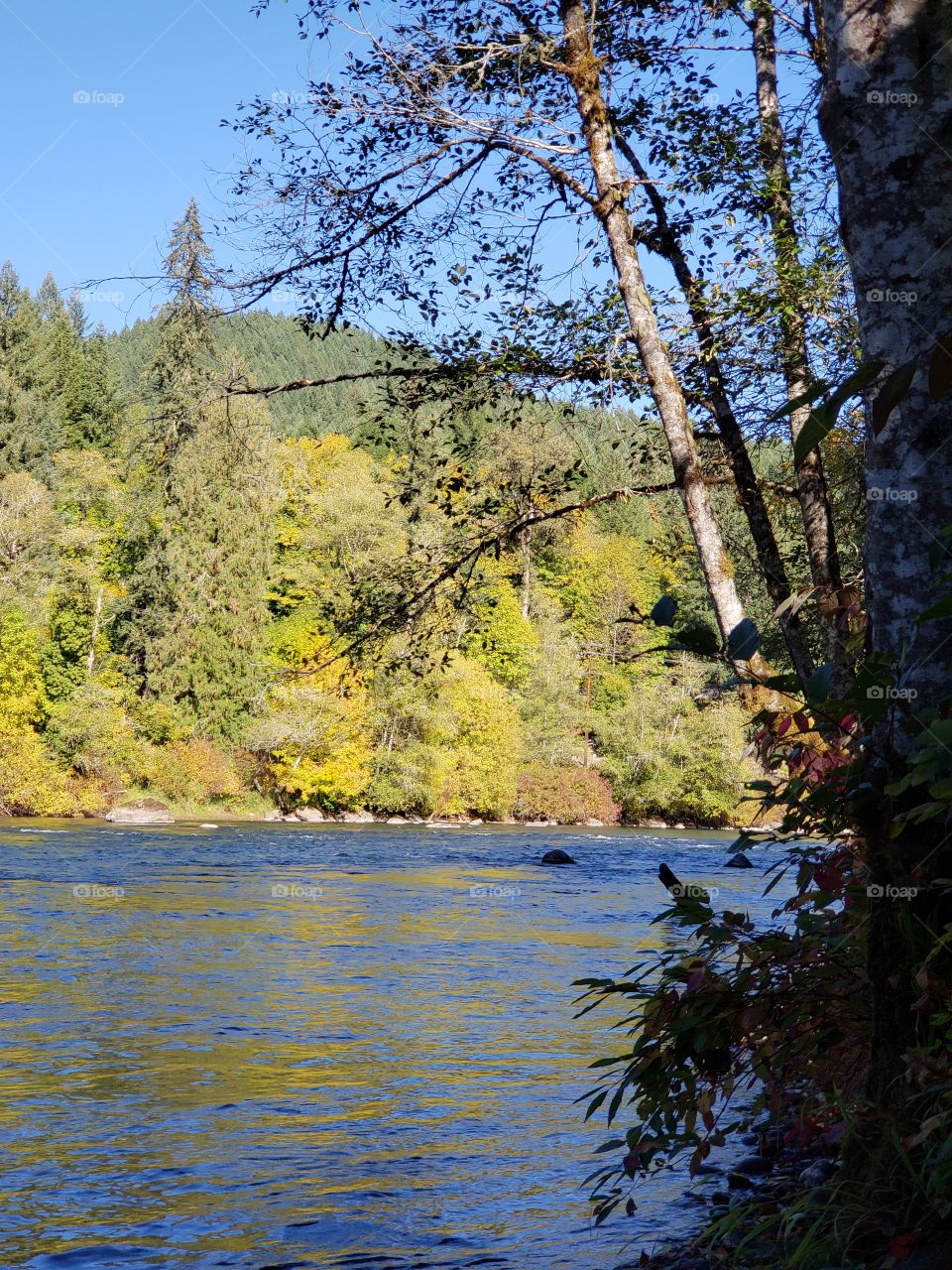 View across the beautiful McKenzie River in the forests of Oregon to trees and foliage in brilliant yellow and golden fall colors on the banks on the other side on a sunny fall day with clear skies. 