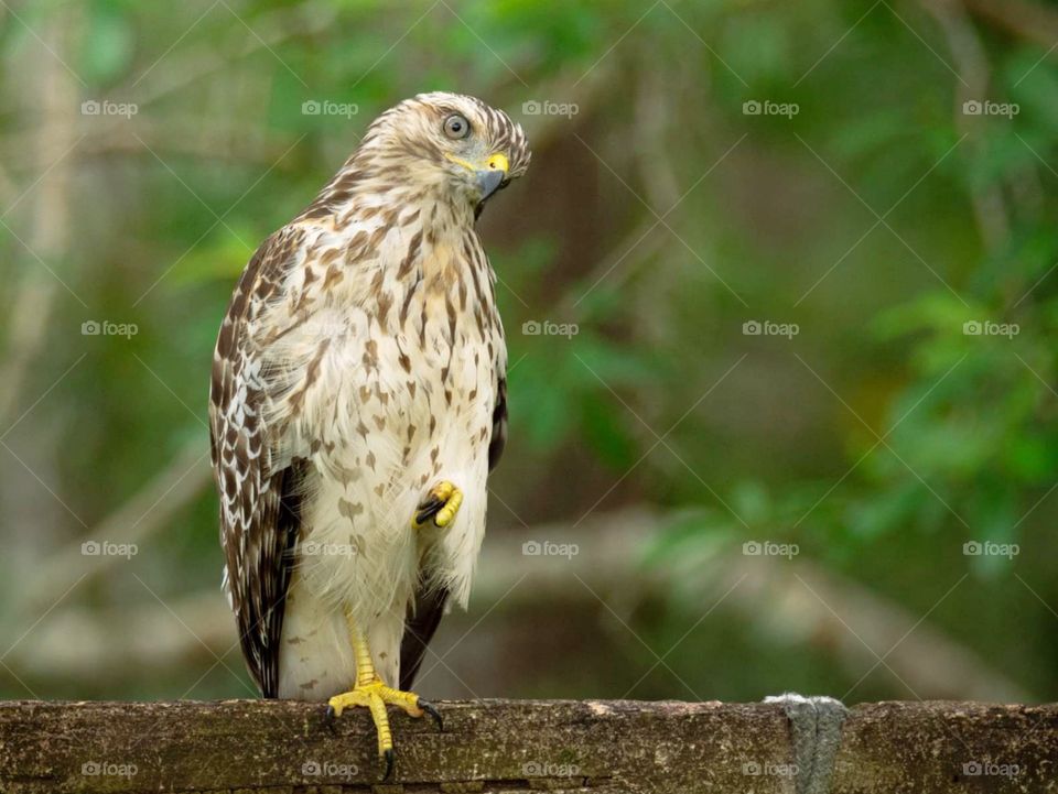 beautiful hawk with his head tilted looking into the camera and perched on a piece of wood with a group of green trees blurred in the background