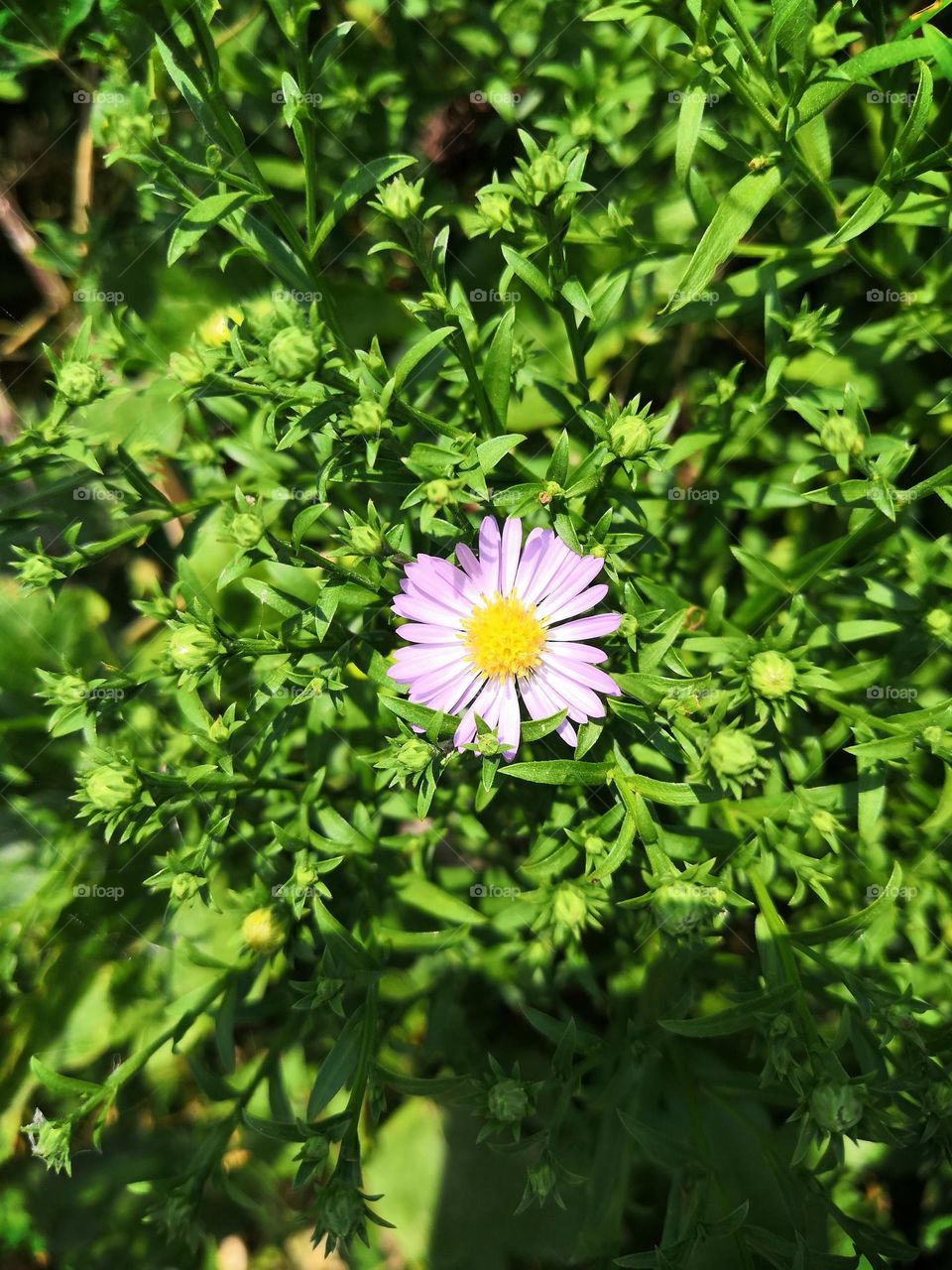 Wild white daisy