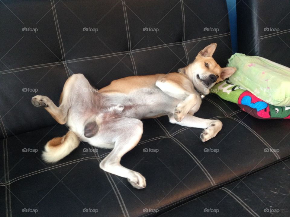 Sexy dog. Brown thai local dog. Lay on black sofa.