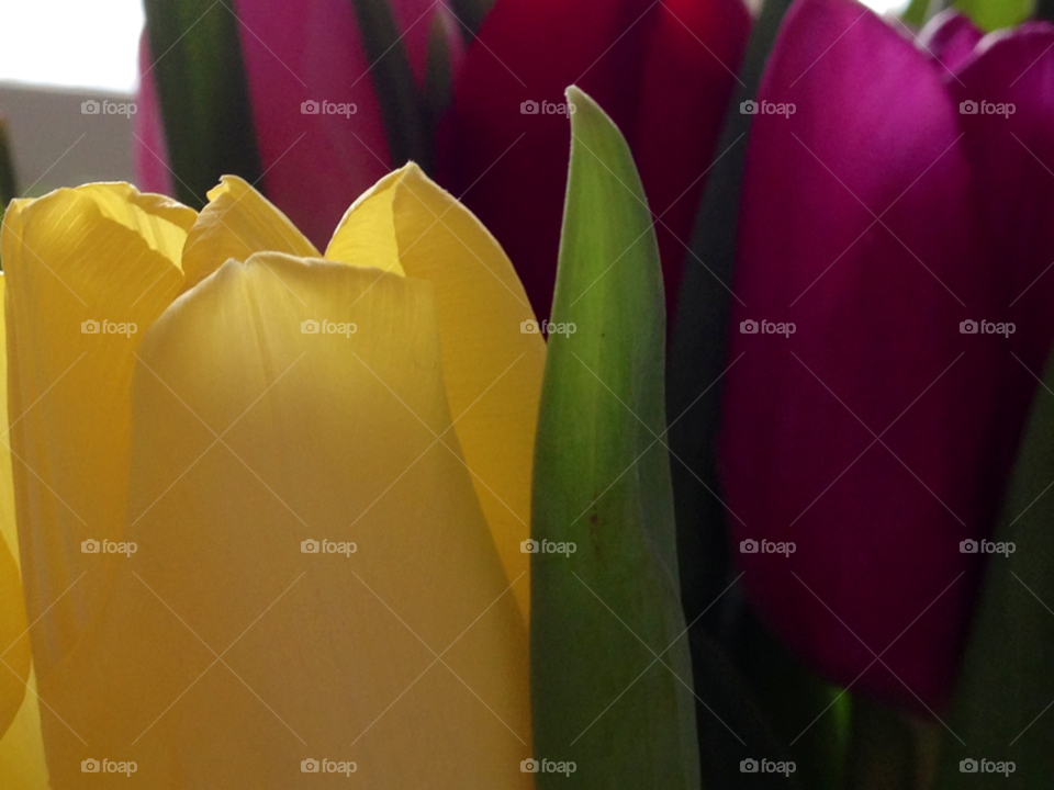 flower flowers background fräsch by cabday