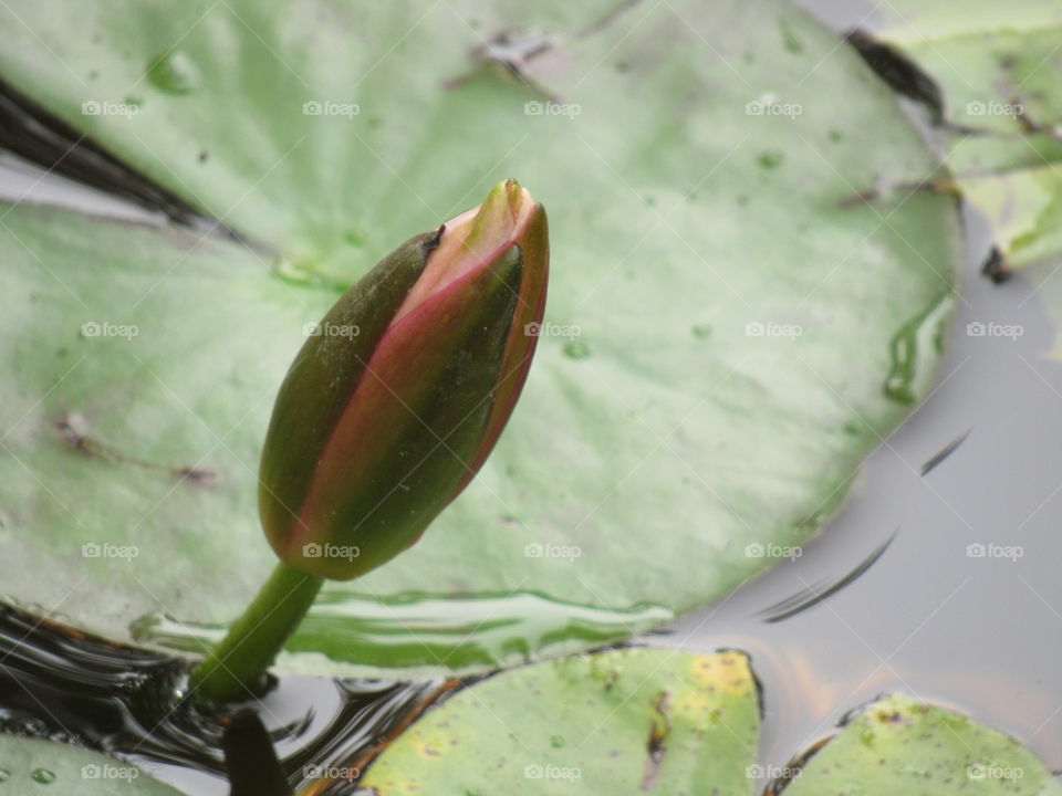 Water Lily