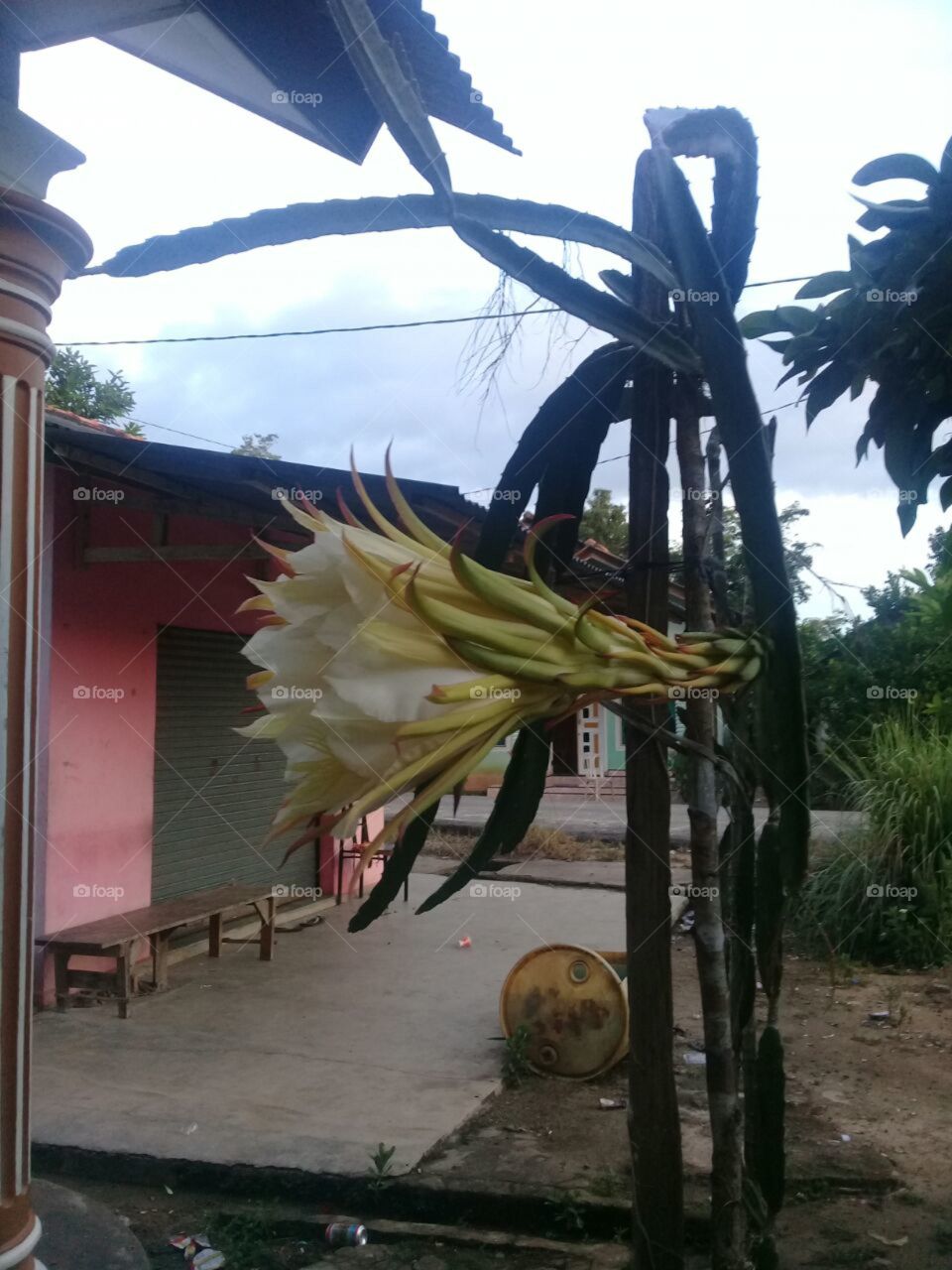 Fruit dragon flower, like this is a flower fruit dragon, this is photo I take in the outdoor frome people house in the small garden