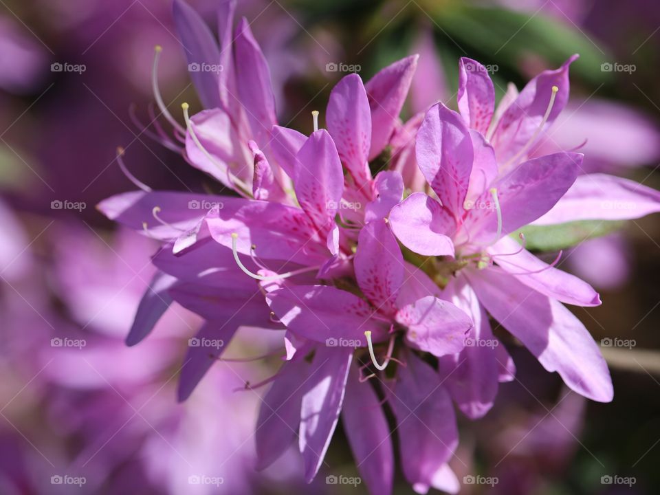 pink azaleas