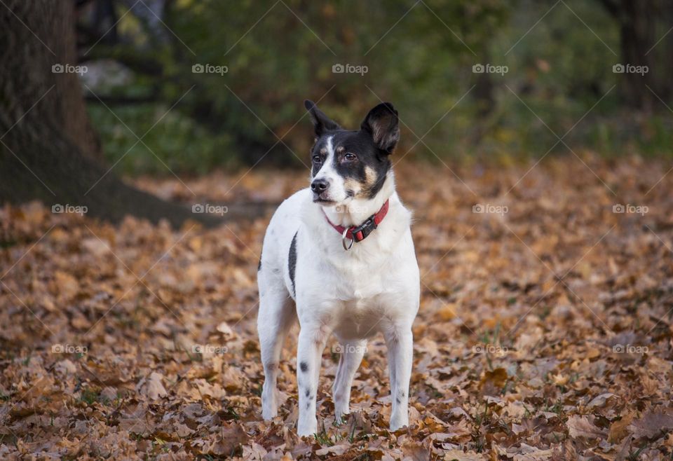 A dog in the autumn park