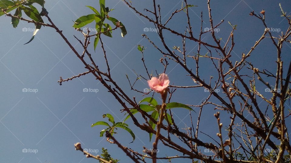 PESSEGUEIRO FLORESCE