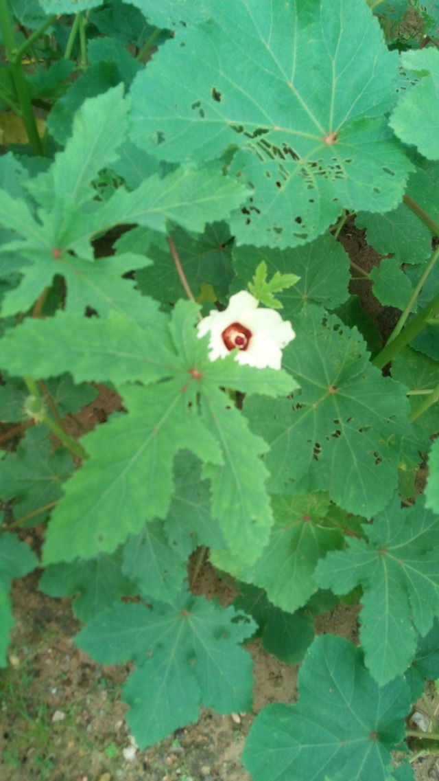 beautiful flower