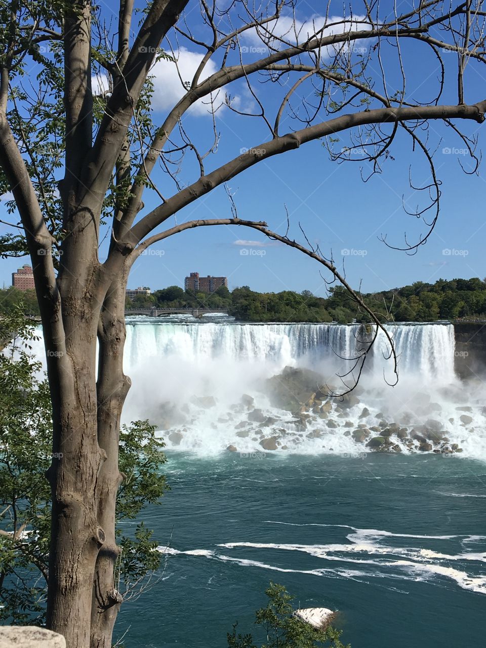 Tree at Niagara 