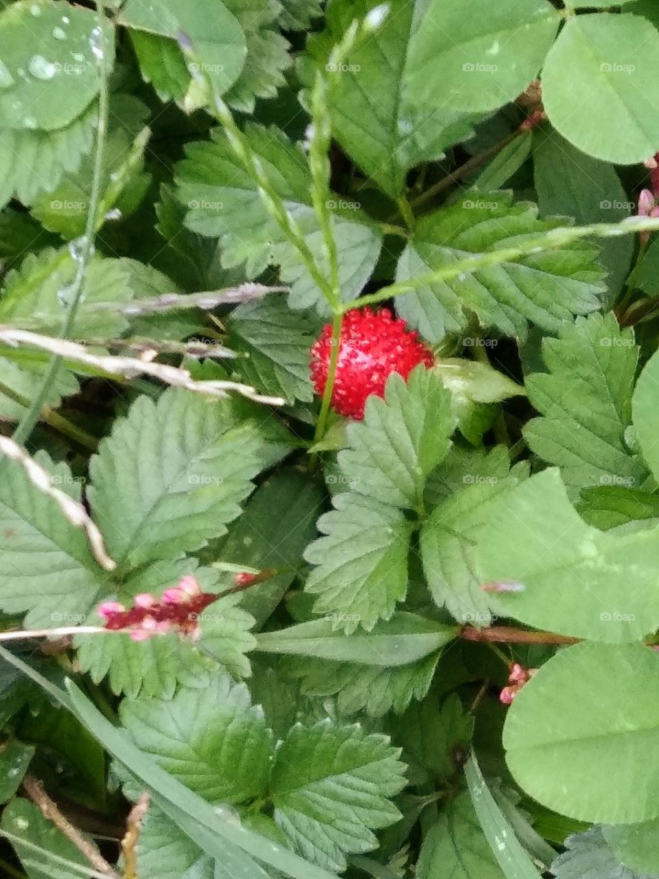 hiding strawberry