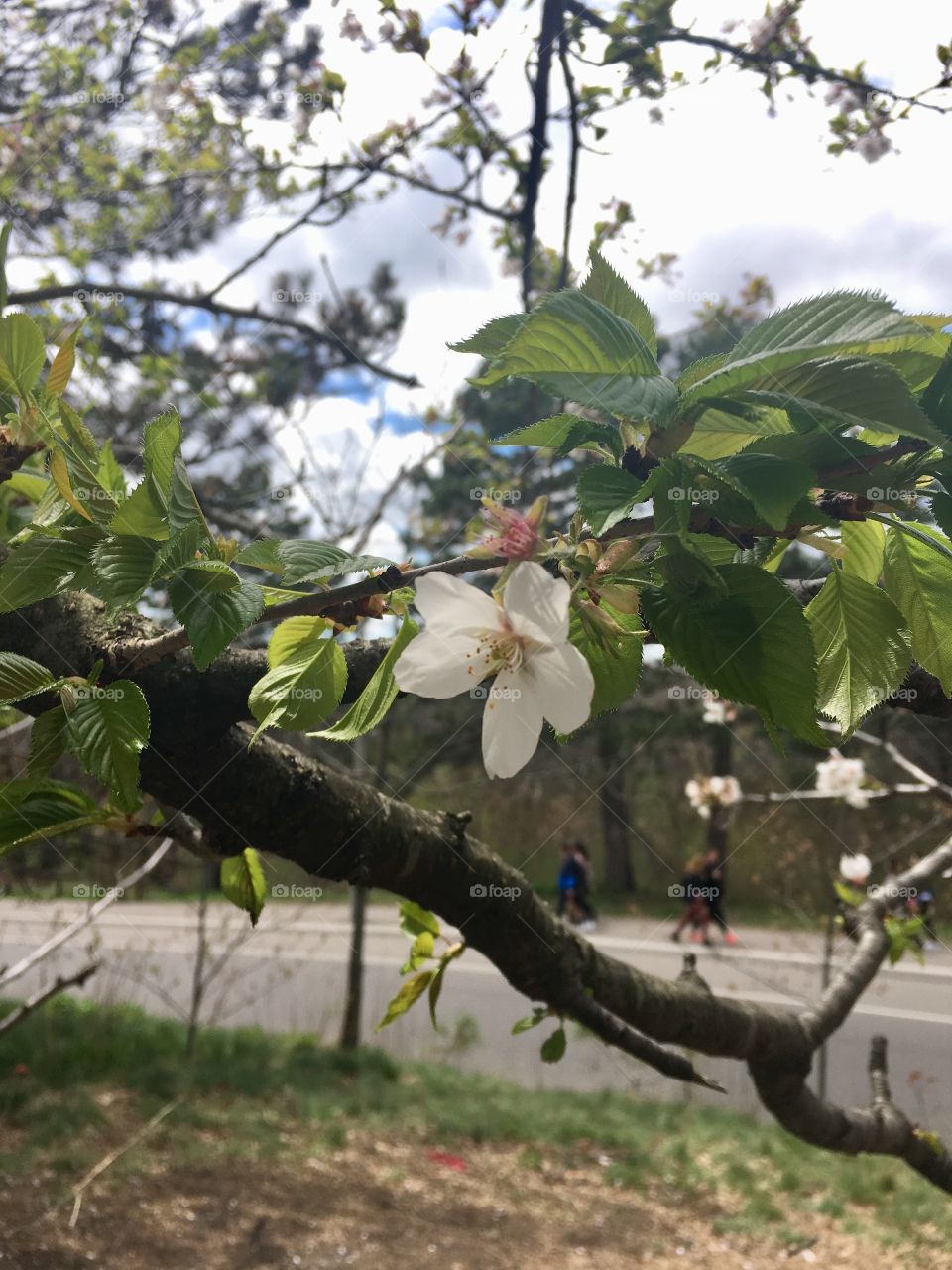 Cherry blossoms