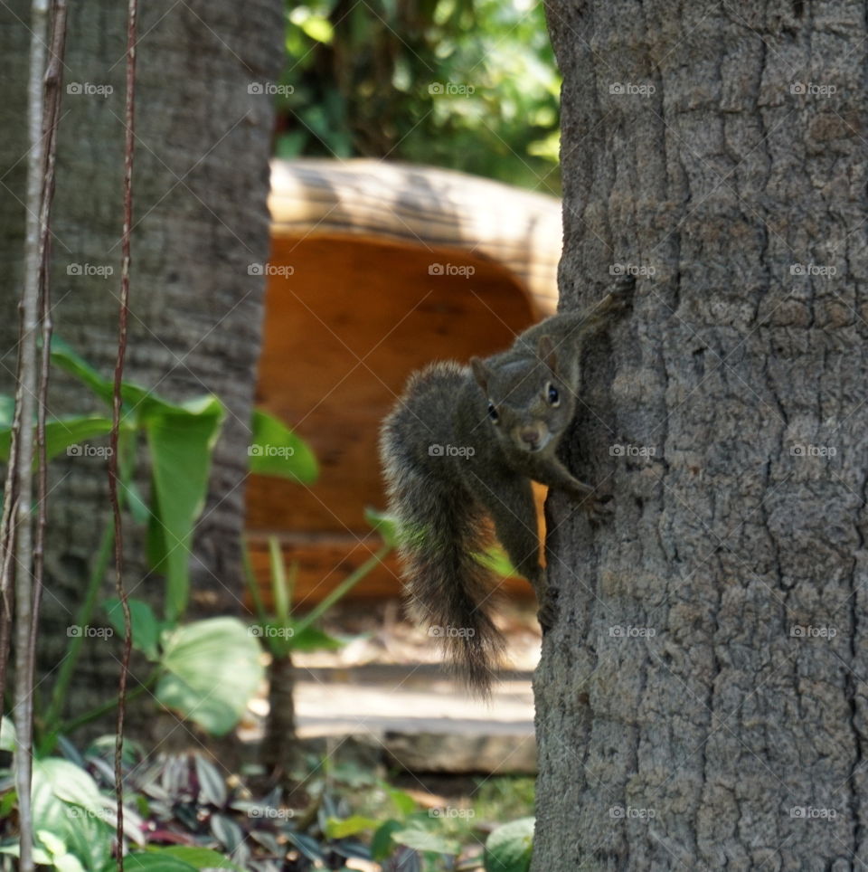 Squirrel ready for action