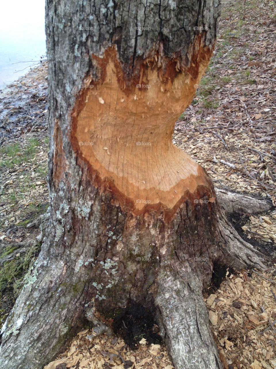 Tree Eaten by Beaver. Tree Eaten by Beaver