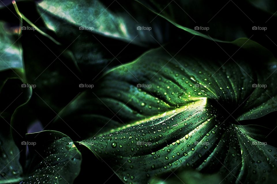 #Plants #Beauty #Botany #Nature #Sunny day