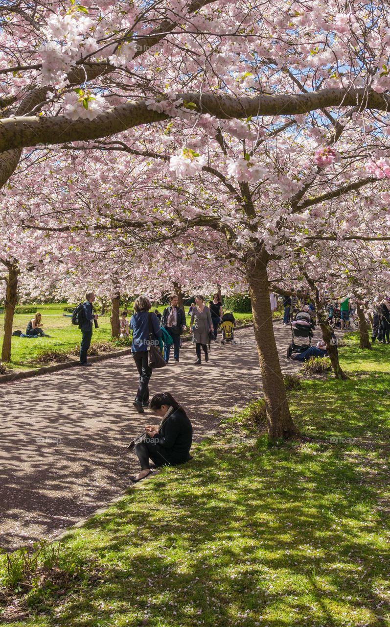 Pink park