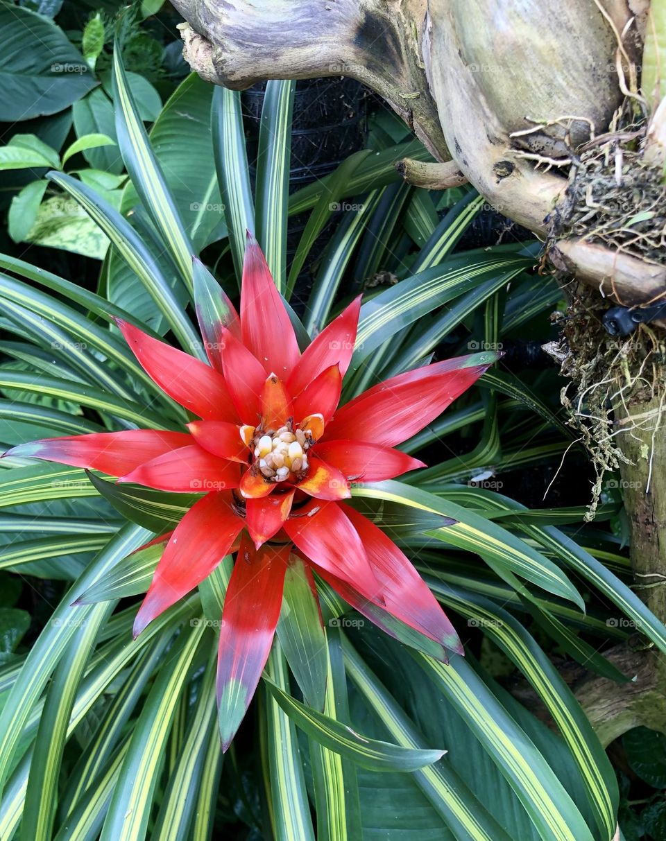 Pineapple or ananas comosus plant with its magenta inflorescence 