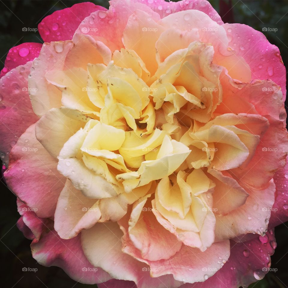 No final do treino, alongando com as roseiras ainda molhadas pela chuva. Afinal, só daqui a pouco teremos o clarão e, talvez, o calor da manhã!
🌷
#flores #flowers #natureza #roseira #rosa #pétalas #alongamento 