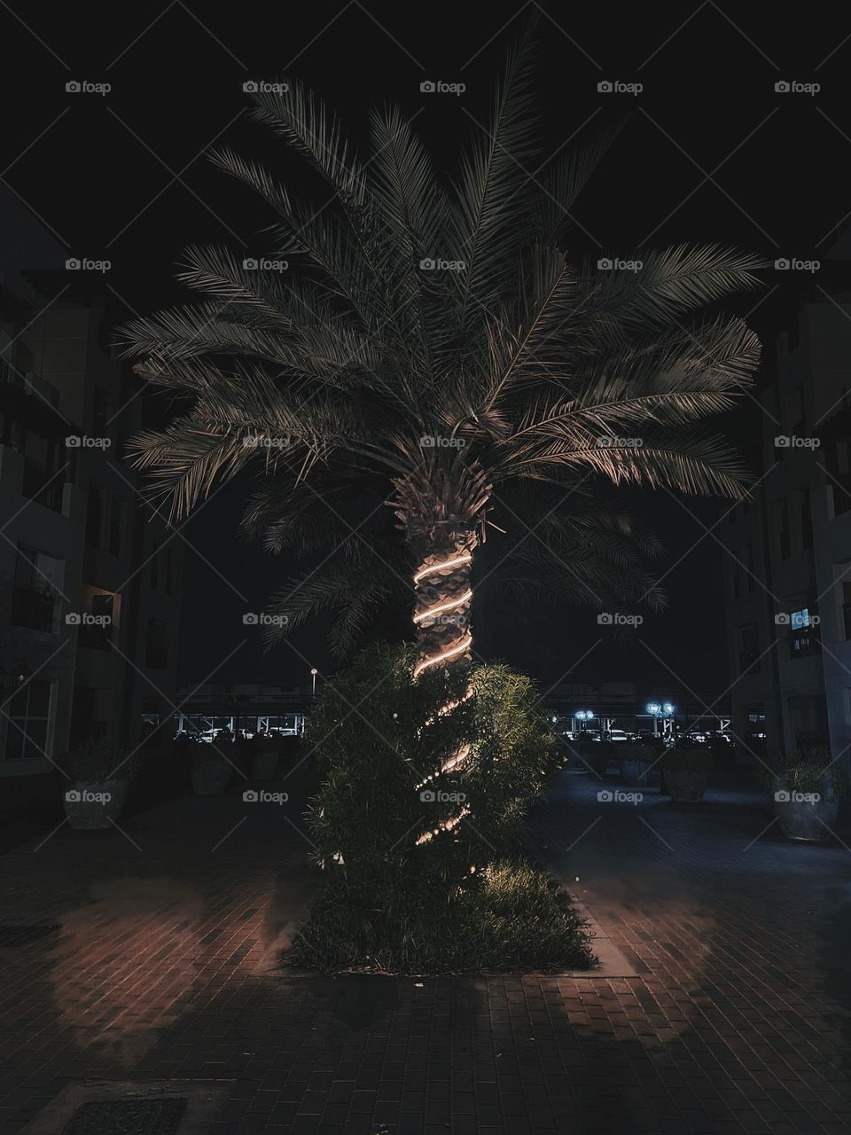 Tree at night