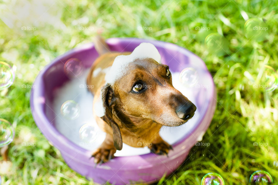 Cute, Little, Grass, Dog, Nature