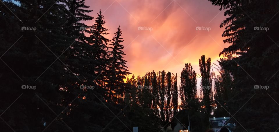 evening sunset in clouds over the trees