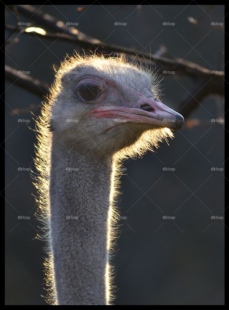ostrich. the sunlight backlit the ostrich head in the zoo so I was able to shoot this nise portrait