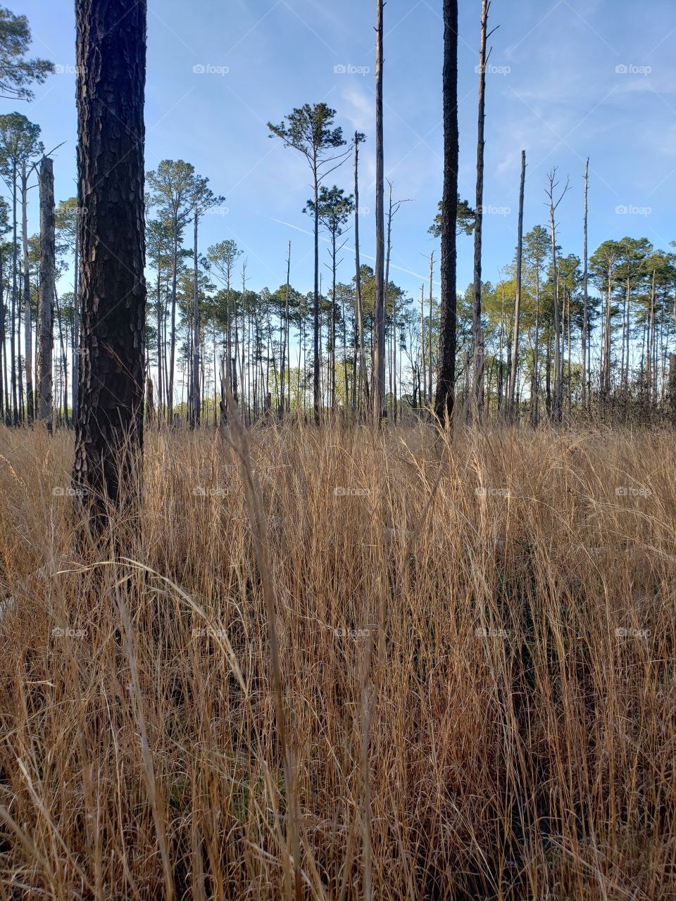 Tall grass and forest