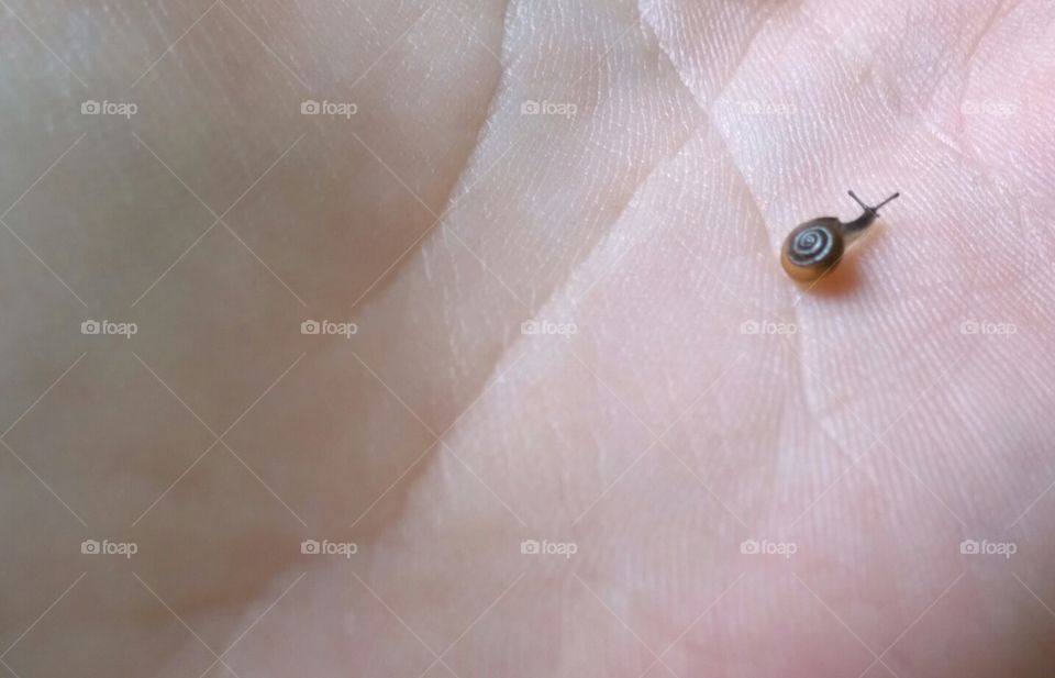 snail 2. the tiny snail again