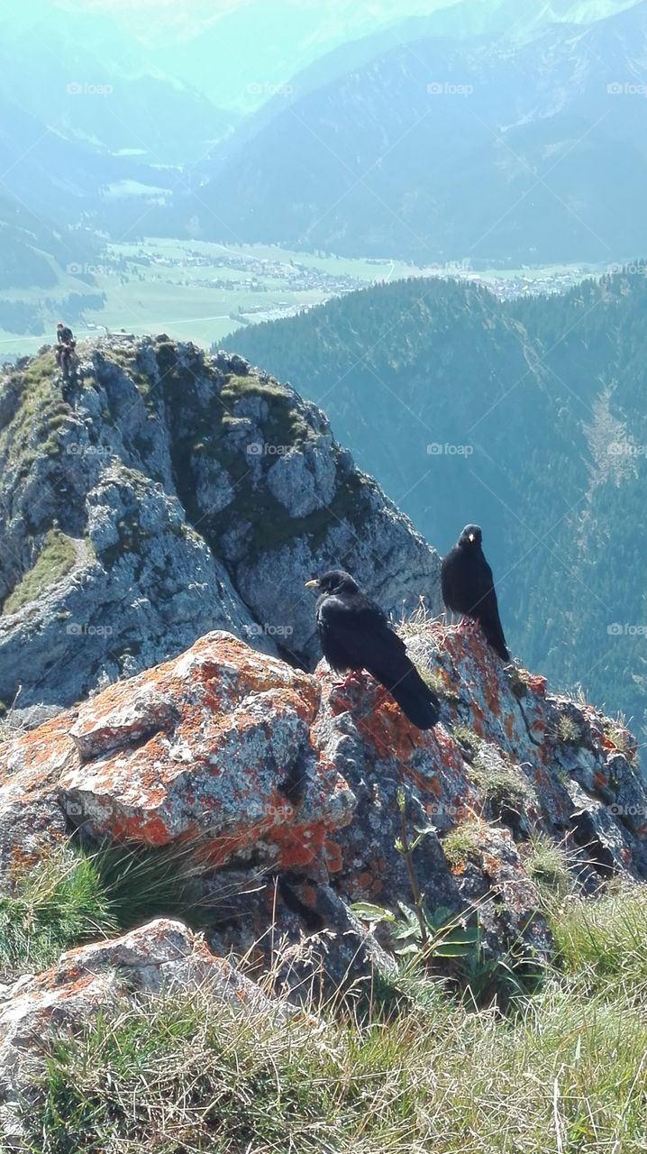 Birds on top of a mountain. The weather was beautiful this hiking day.