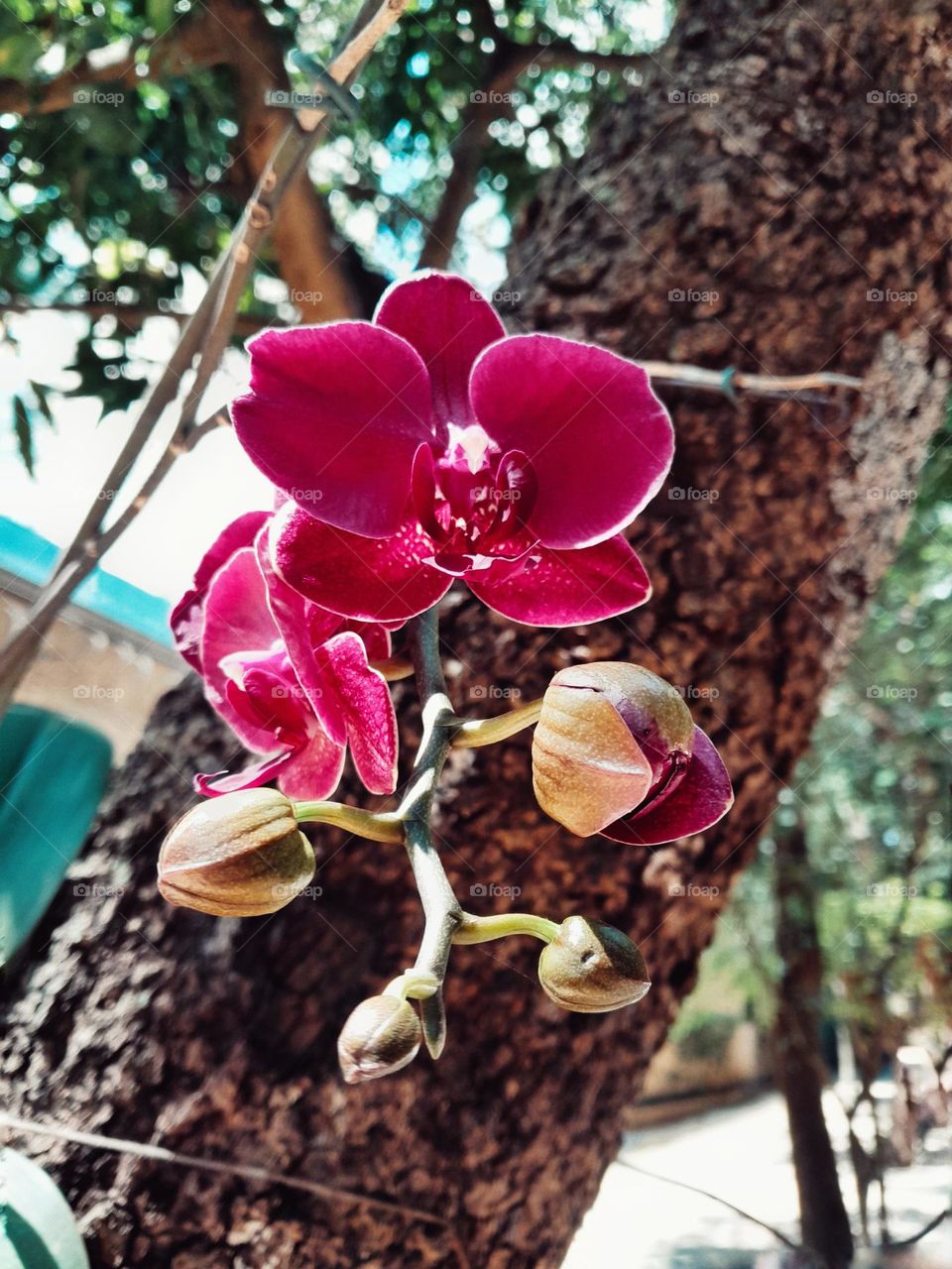 orchid on a tree
