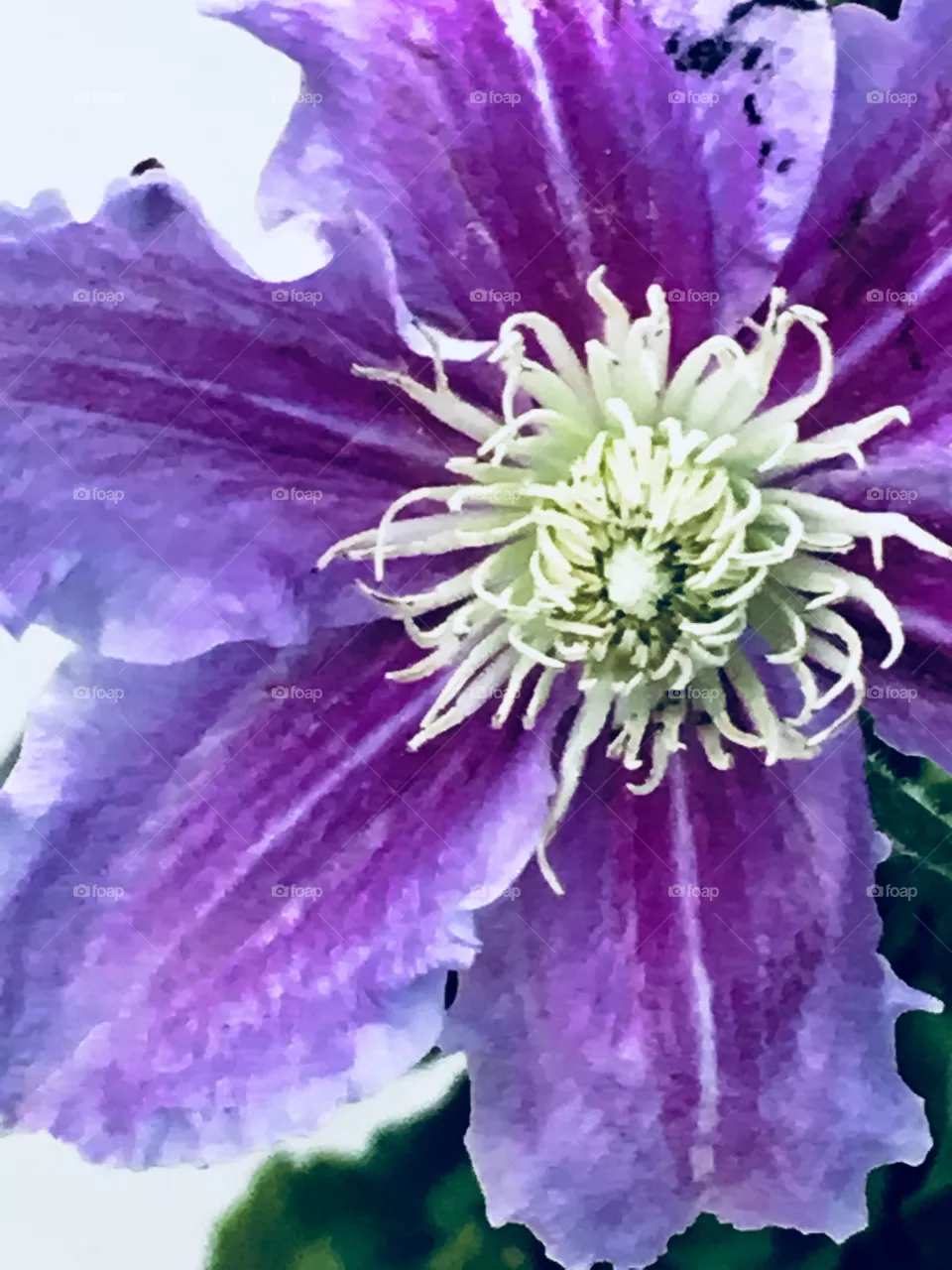 Viola