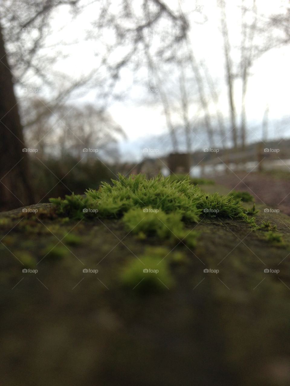 Moss on a misty day