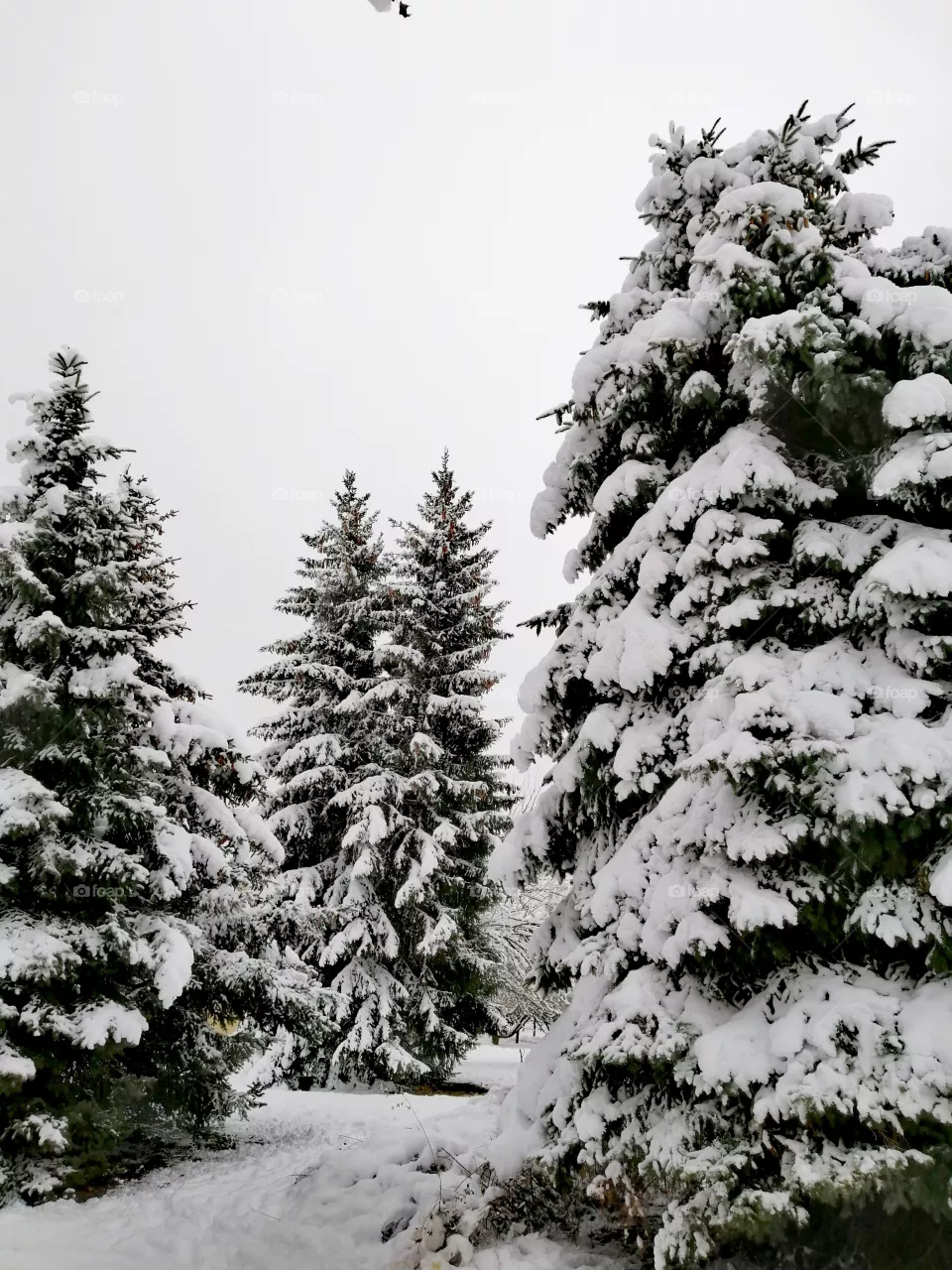 Winter