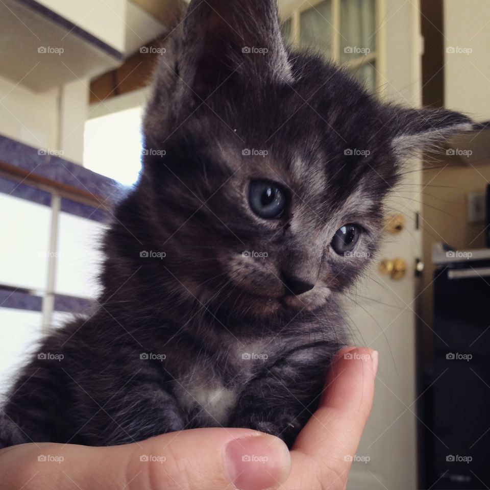 Dark grey kitten 