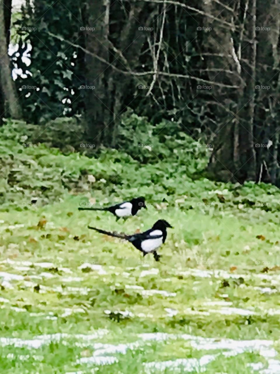 Winter Magpies 
