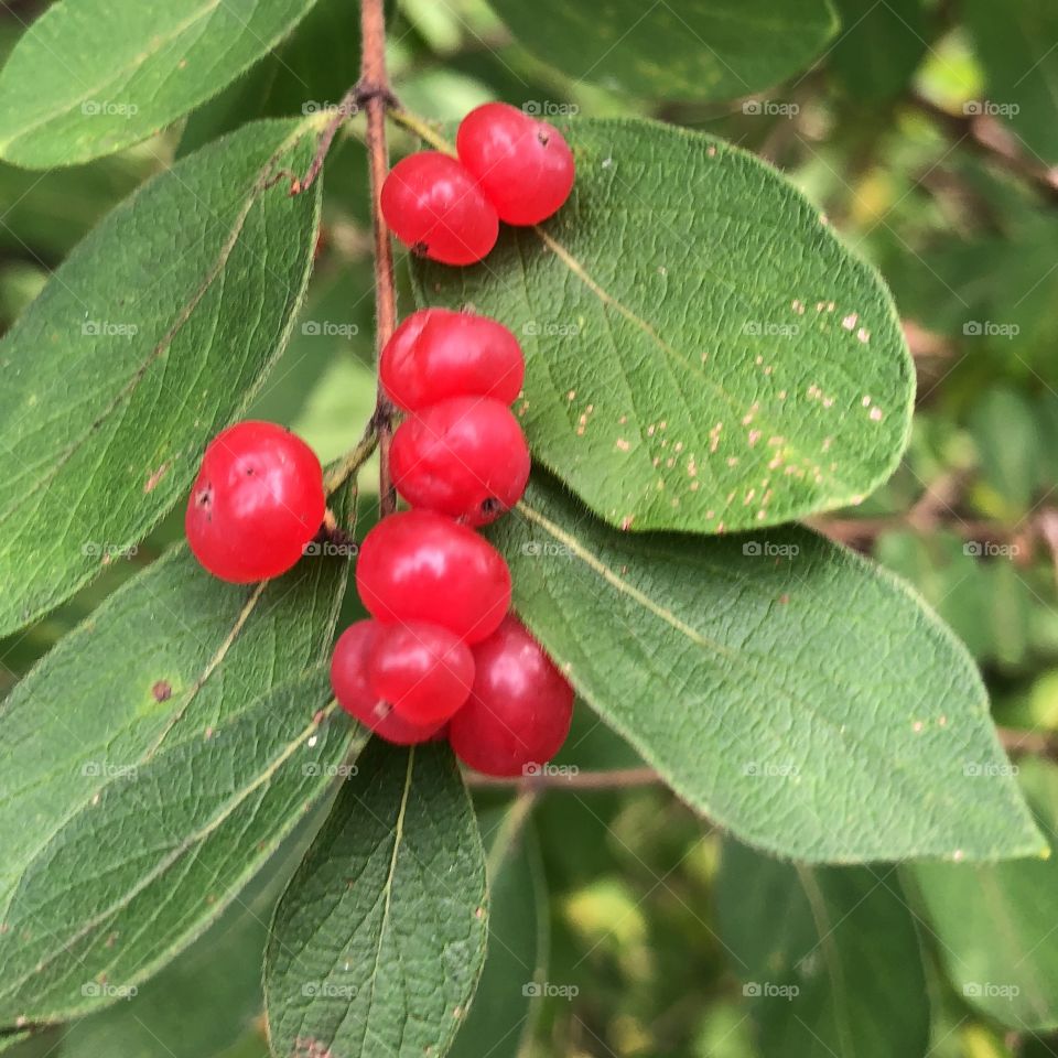 Wild Wintergreen wit red berries