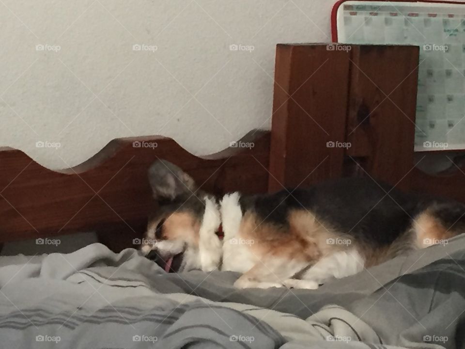 Sleeping Dog
