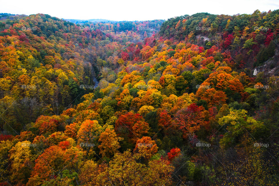 Magical autumn forest