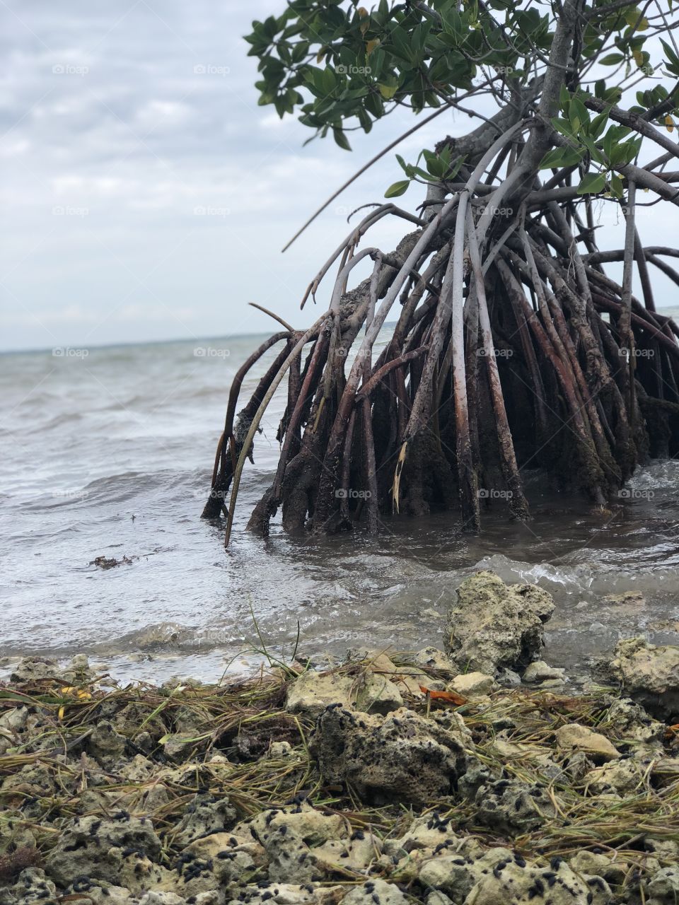 Walking mangrove man