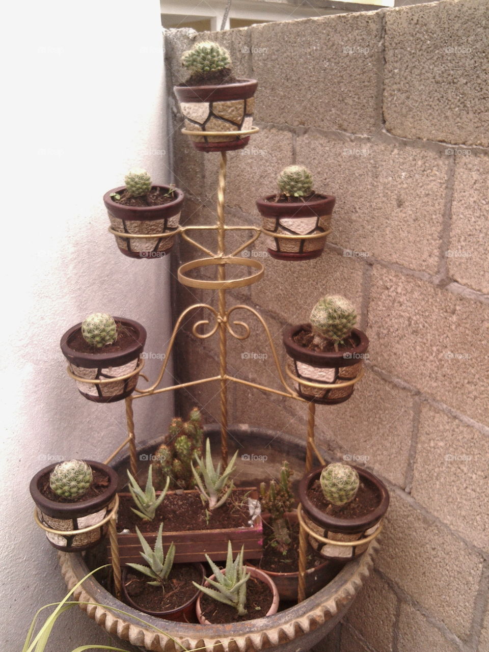 Cactus plant arranged on stand