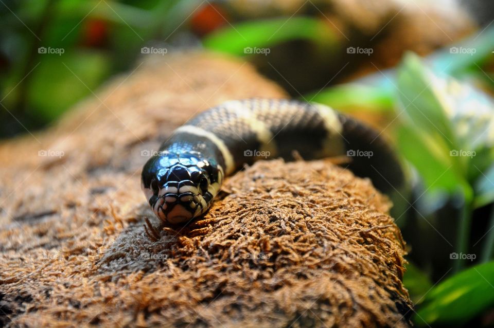 one snake looking at you