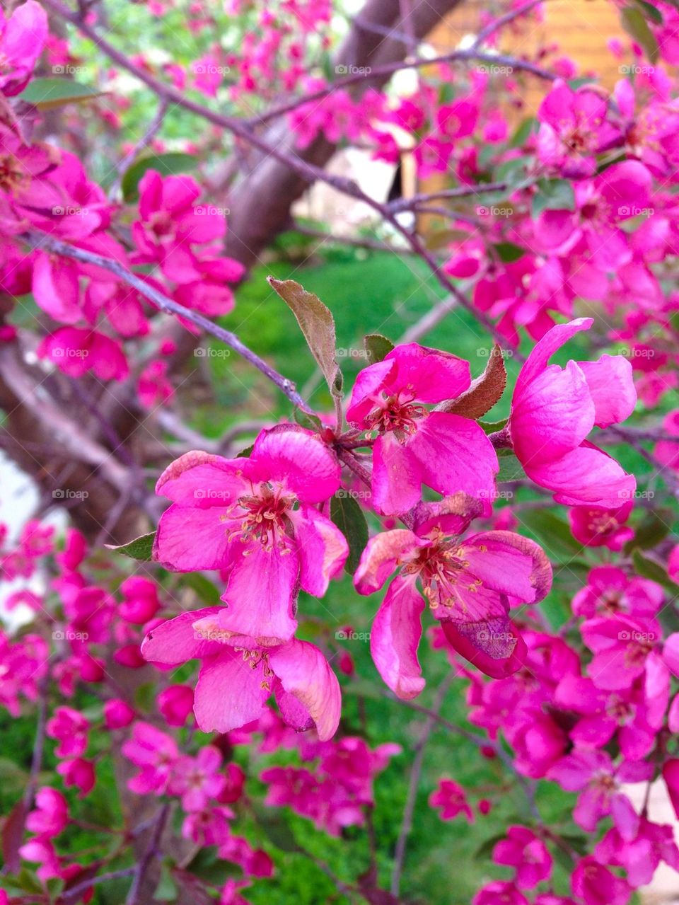 Tree blossoms #2